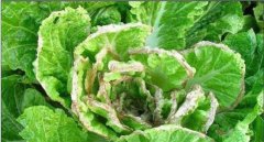 大白菜爛心是怎樣回事 大白菜已爛心還能吃嗎？