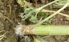 如何預(yù)防向日葵細(xì)菌性莖腐病，用什么藥防治？