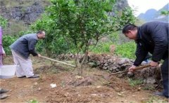 橙子樹如何施肥？橙子樹的根外施肥須知