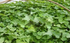 甘薯的原產(chǎn)地是哪里？甘薯和紅薯有什么區(qū)別？