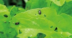 怎樣消滅白菜地跳蚤？去除白菜跳蚤蟲(chóng)用什么藥