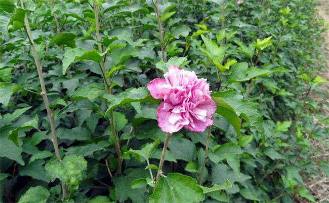 木槿的變種、變型及品種