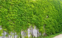 常春藤和爬山虎的區(qū)別是什么？