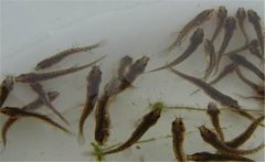 買回家的泥鰍怎樣喂養(yǎng)，泥鰍不喂食會餓死嗎？