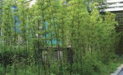 紫竹怎么養(yǎng)才能更旺盛？紫竹的園林用途