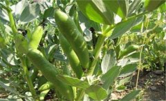 蠶豆的營養(yǎng)價(jià)值有哪些？蠶豆的保健功效簡介