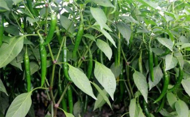 辣椒盛果重高鉀，花多豐產(chǎn)滿地紅