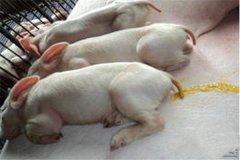 豬吐食拉稀是怎么回事、怎么治、用什么藥治療