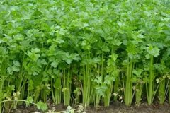 芹菜畝產(chǎn)量一般多少斤？芹菜種植方法