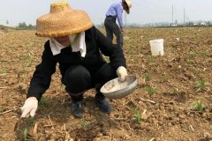 種植玉米怎么施底肥好，玉米為什么會(huì)長(zhǎng)杈子