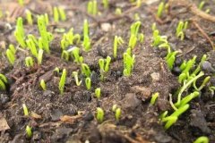 洋蔥育苗多長時間能出苗？洋蔥育苗方法與時間