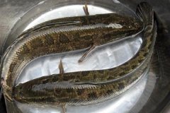 黑魚最大能長多少斤，黑魚與鯰魚有什么區(qū)別