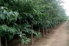 流蘇樹是什么樹、幾年開花 流蘇樹的寓意和象征
