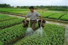 施用沖施肥的優(yōu)點，怎樣沖施肥料不浪費？