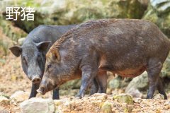 野豬一般幾點出來活動，野豬和疣豬哪個更厲害