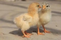 小雞一天吃多少飼料，小雞總叫是怎么回事