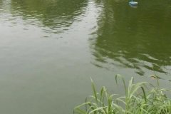魚塘水變綠是怎么回事、怎么處理 對(duì)魚有影響嗎