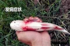 草魚出血病怎么治療，有哪些癥狀？
