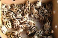鵪鶉育雛技術(shù)要點：育雛濕度、溫度與密度要求