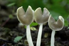食用菌種類有哪些？常見食用菌種類簡介