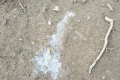 雞拉稀是什么原因引起的，雞拉稀用什么藥治療