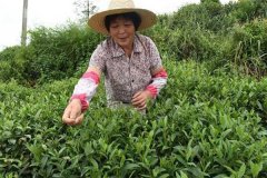 茶葉采摘方法 茶葉合理采摘的要求有哪些？