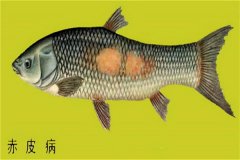 養(yǎng)殖魚類怎樣防治赤皮??？如何預(yù)防？