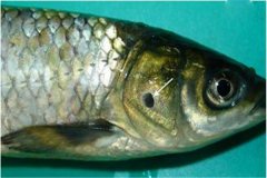養(yǎng)魚怎樣防治細(xì)菌性爛鰓?。? /></a>
            <a href=