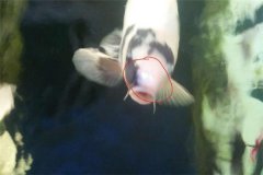 魚池如何防治白頭白嘴??？怎樣預(yù)防？