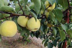 我國(guó)沙梨的肥水管理措施有哪些？