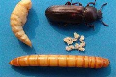 黃粉蟲卵、幼蟲、蛹和成蟲的形態(tài)特征介紹
