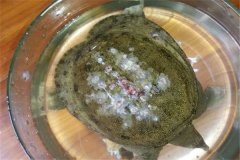 怎樣防治甲魚(yú)白斑??？