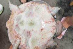 怎樣防治甲魚腐皮病，其癥狀表現(xiàn)如何？