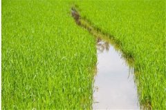 水稻前期、中期和后期的濕潤灌溉技術要點簡介