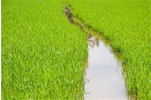 水稻前期、中期和后期的濕潤灌溉技術(shù)