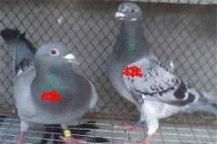怎樣挑選優(yōu)良的鴿子 鴿子年齡、雌雄的鑒別方法
