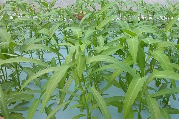空心菜的類(lèi)型與品種