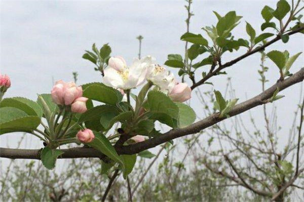 如何讓蘋果樹提早結(jié)果、提前結(jié)果