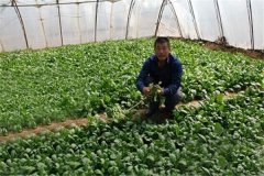 大棚施肥應(yīng)注意什么 棚菜安全施肥要掌握這五點