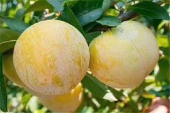 奈李產(chǎn)地是哪里，奈李什么時候成熟上市？