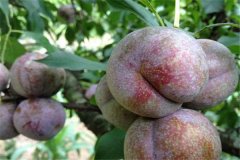 三華李產(chǎn)地是哪里，三華李怎樣栽培與管理