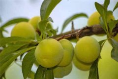蜂糖李產(chǎn)地在哪里？適合在哪些地區(qū)種植？