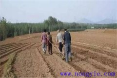 小麥種子畝用量是多少，播種前需不需要泡水