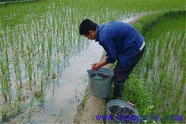 稻田養(yǎng)殖草魚發(fā)病率低，容易管理