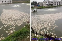 池塘魚中毒與泛塘有什么區(qū)別，如何辯別？