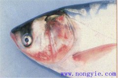 魚細菌性敗血癥的癥狀、發(fā)病原因和治療方法