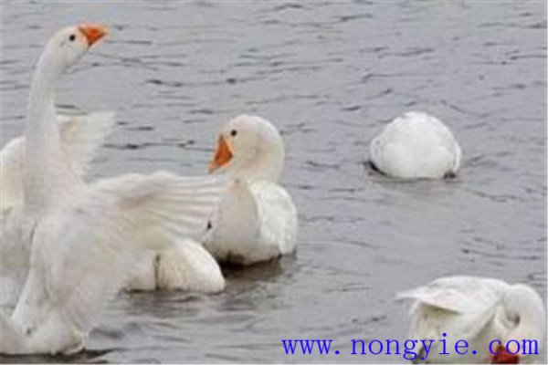 魚、鵝立體化養(yǎng)殖的優(yōu)點