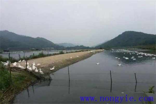 魚、鵝綜合養(yǎng)殖的模式