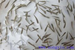 怎樣高效益養(yǎng)殖異育銀鯽 其魚苗魚種如何培育？