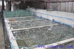 如何選擇魚(yú)苗、魚(yú)種池，又怎樣清整、施肥